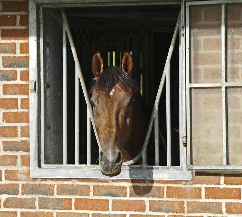 Barbury stables have rear windows for fresh air & a good view
