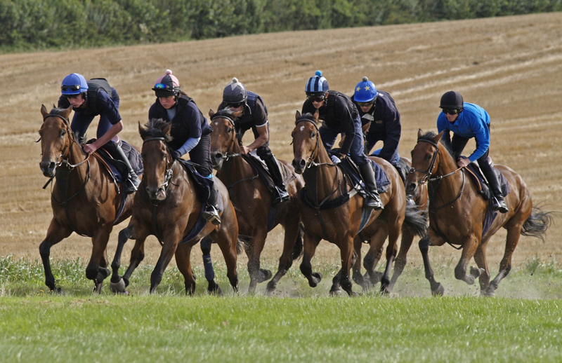 Young horses gallop in pairs to get them used to racing