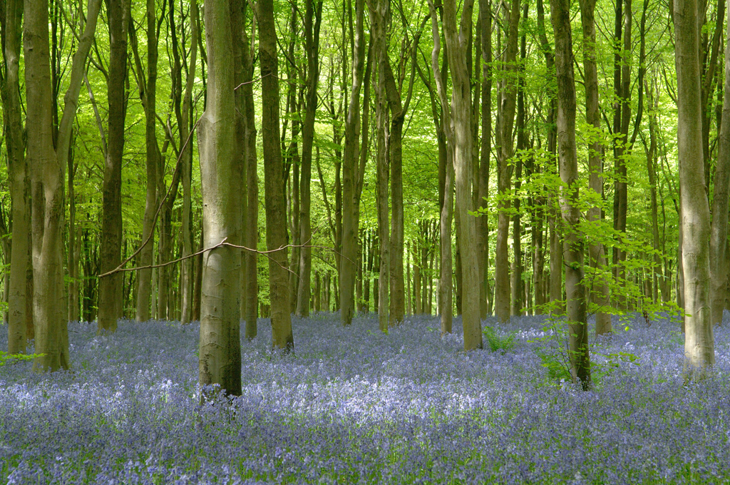 Bluebells in West Woods