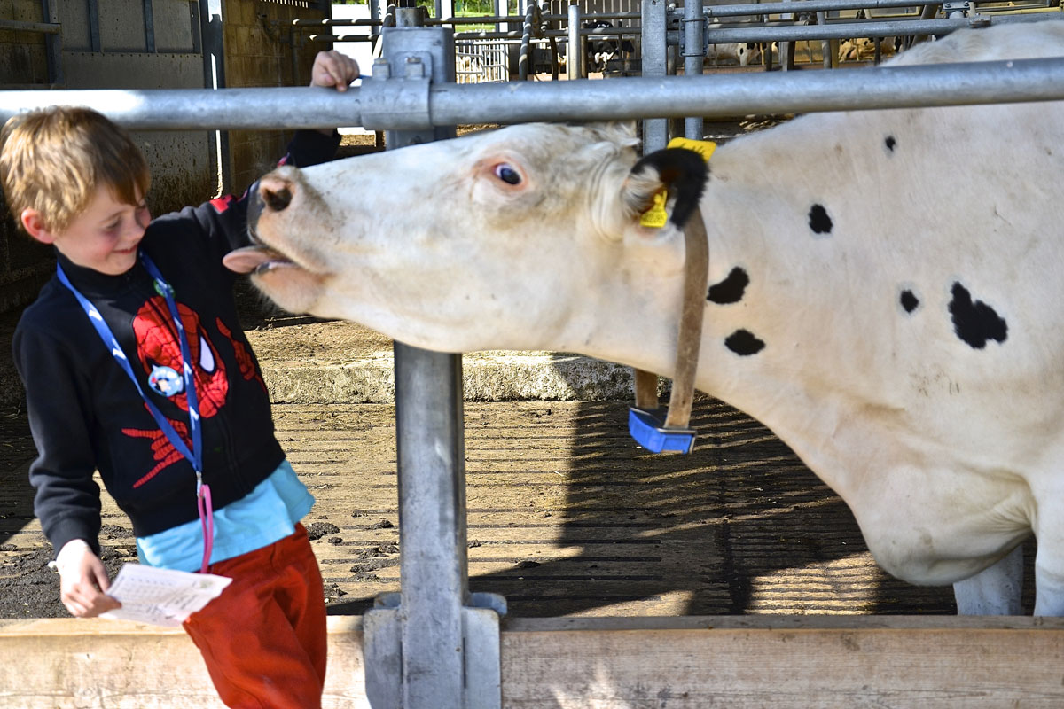 Milo (6) comes face to face with a friendly cow