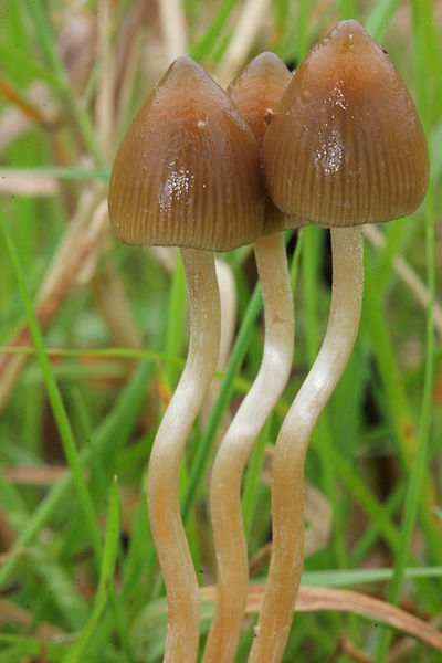 The liberty cap mushroom or psilocybe semilanceata