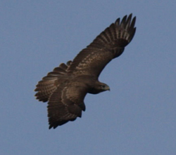 A buzzard - not THE buzzard