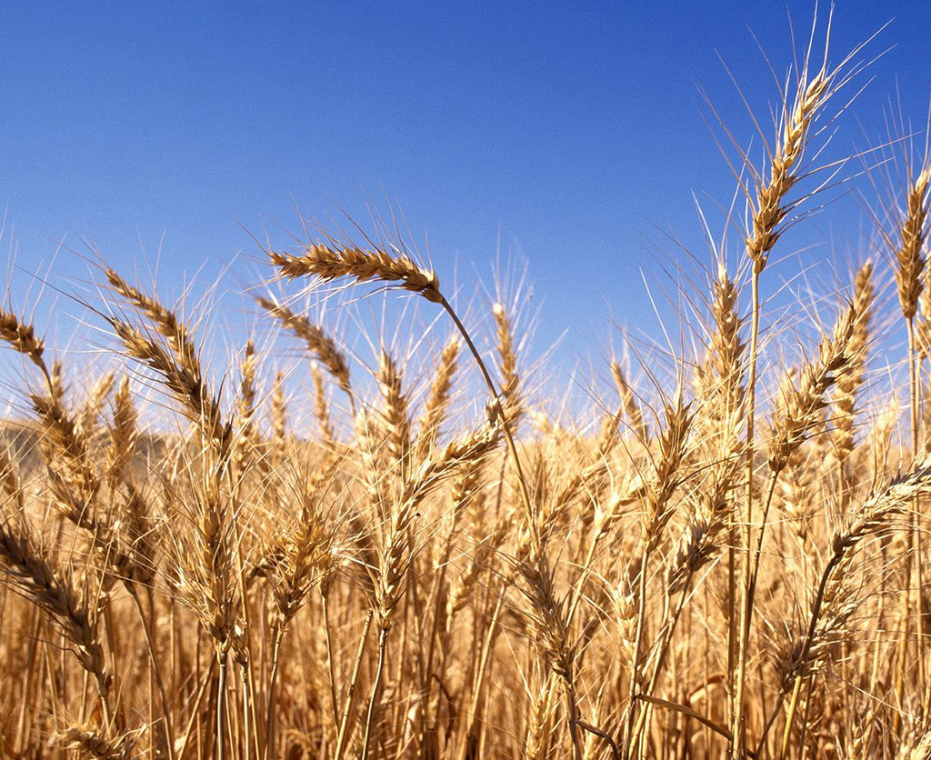 Warm and pretty dry month means an early harvest