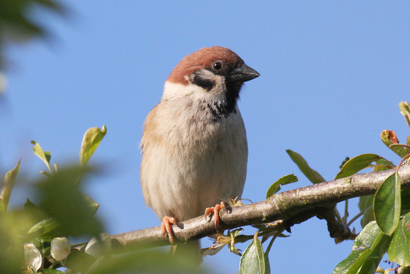 Tree sparrow (Photo: David White)