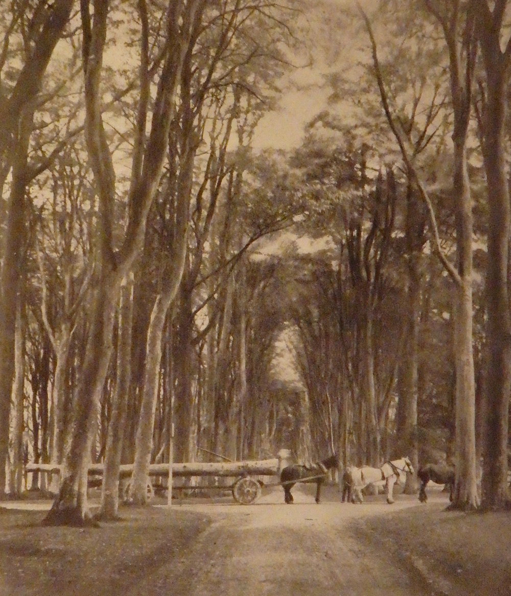 When horses worked in Savernake Forest