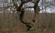 The Saddle Oak