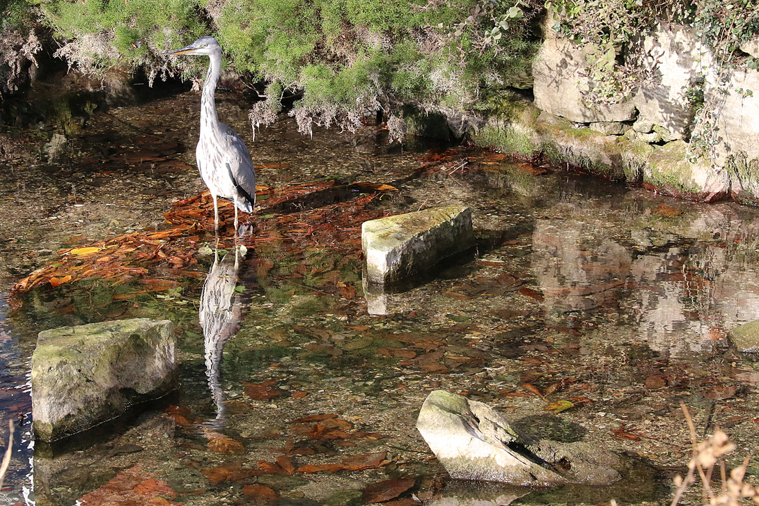 Heron in River Kennet at Town Mill on 29th October when river running low