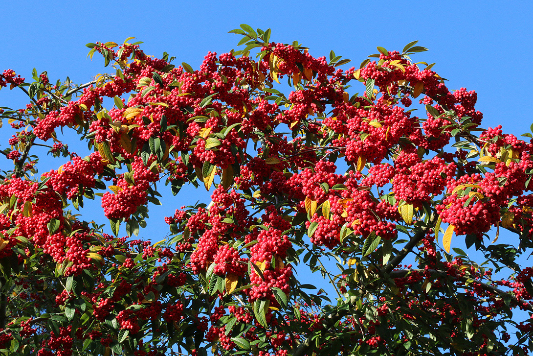 Plentiful berries for wildlife in Priory Gardens on 3rd December