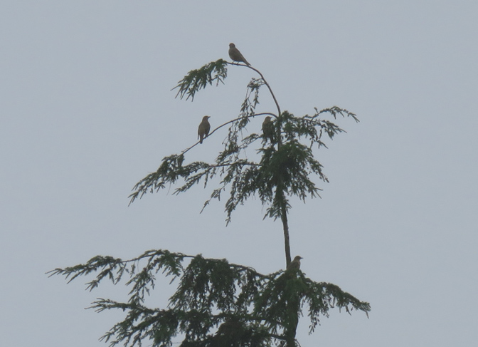 Was that a distant group of thrushes?
