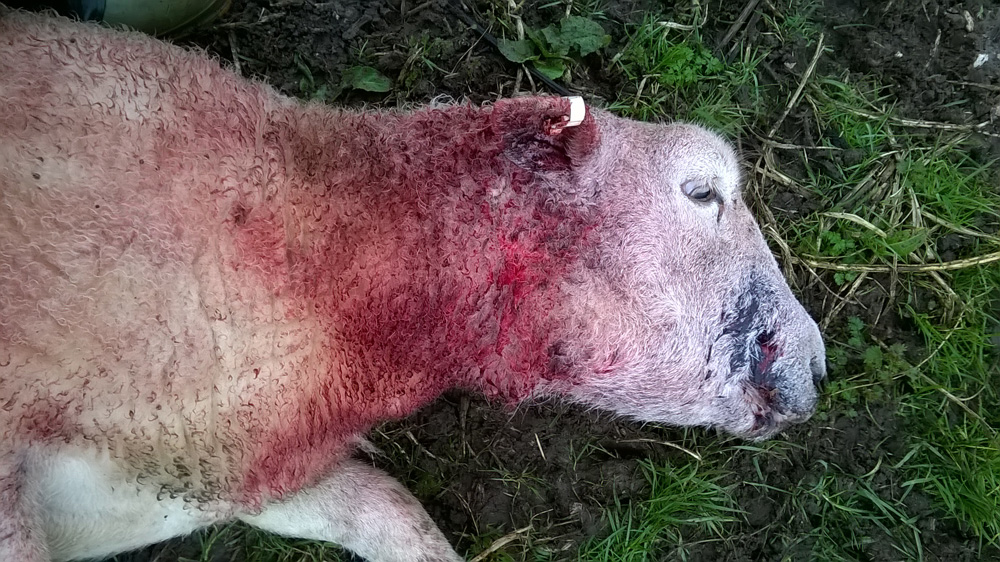 Aftermath of an attack by a pet dog...