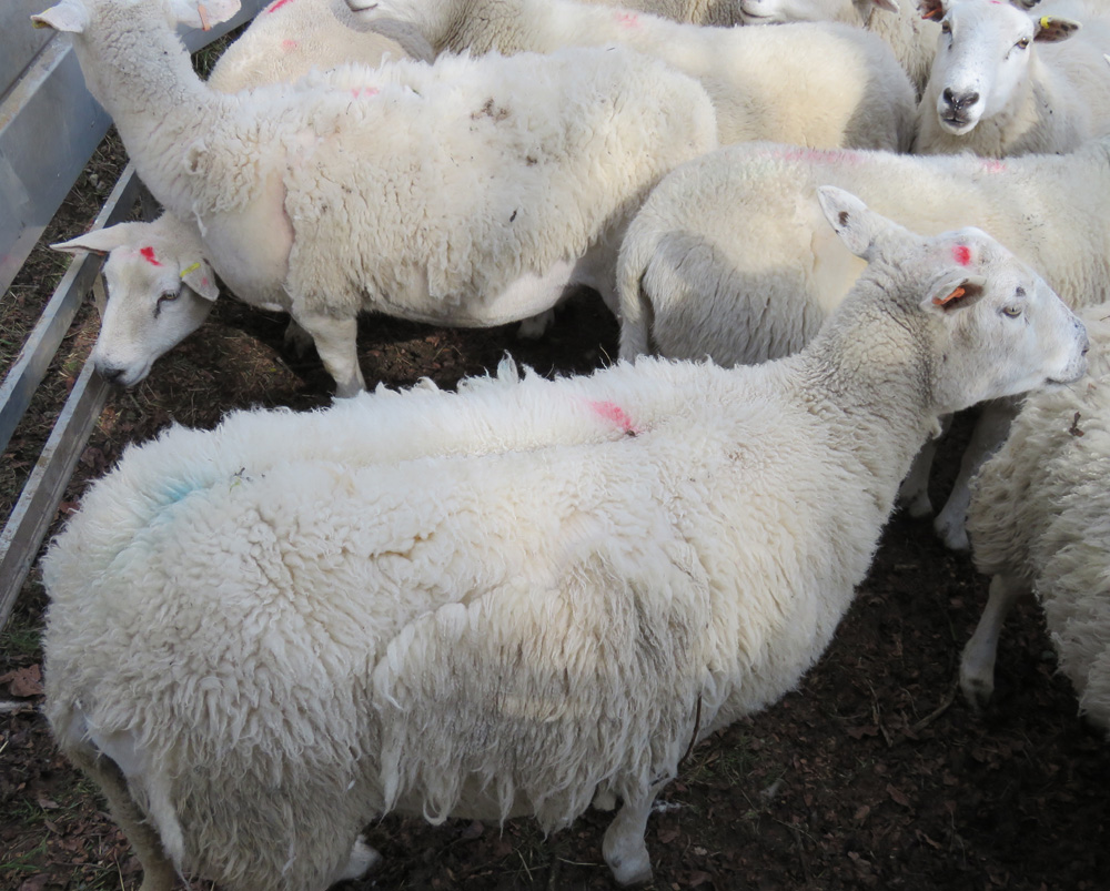 An Exlana ewe beginning to lose her short wool