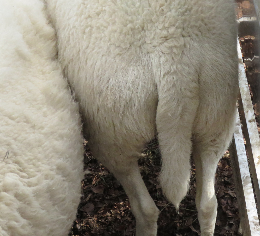 A ewe - complete with tail