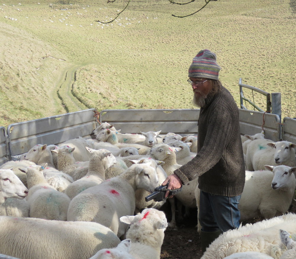 Tim White with his data reader - and some of his ewes