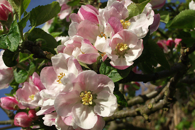Apple blossom defying the weather statistics