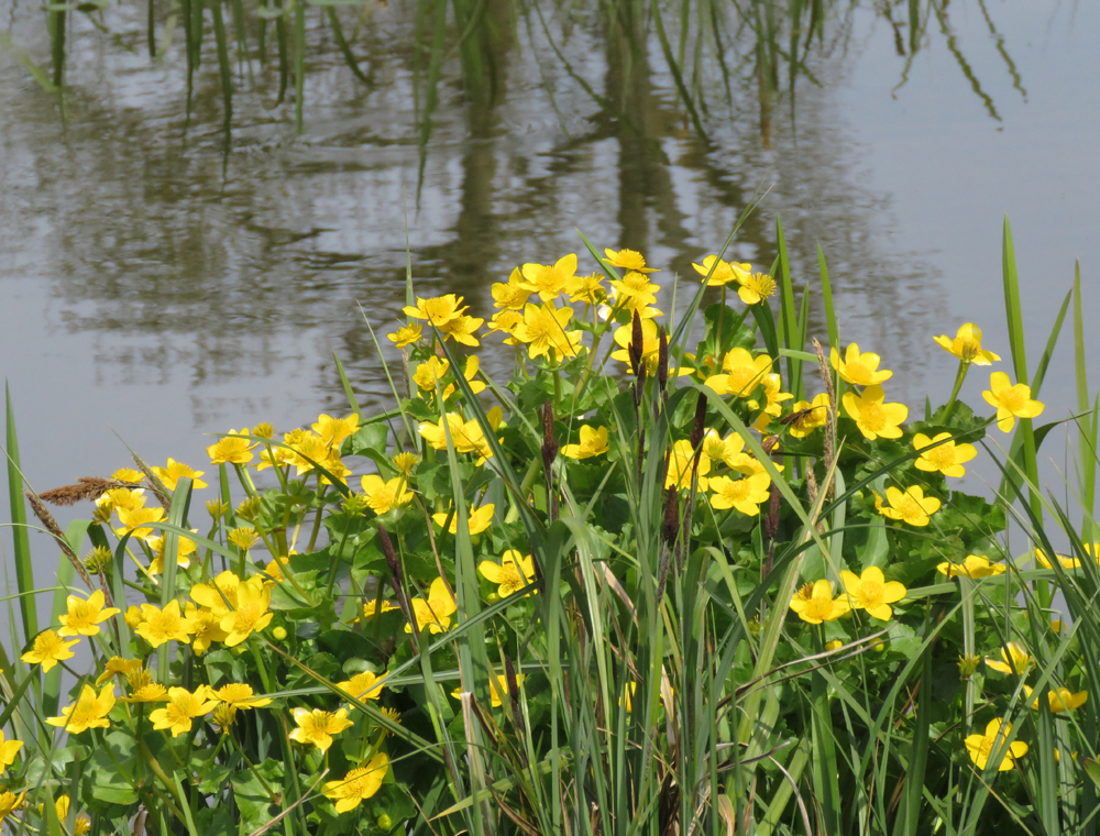 Wetland kingcups