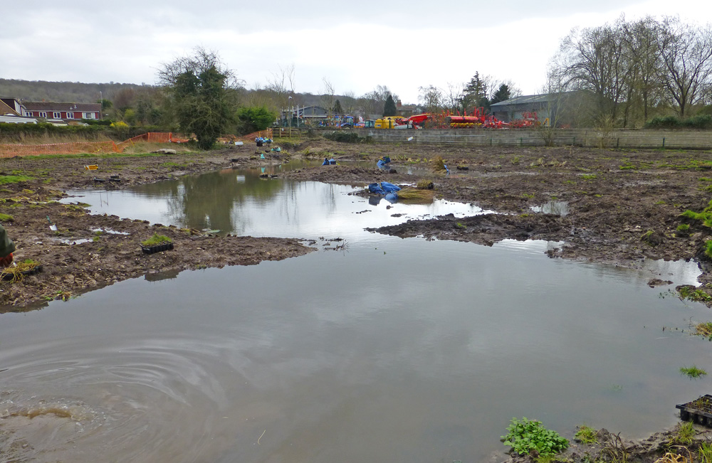 BEFORE: THE WETLAND - March 2015