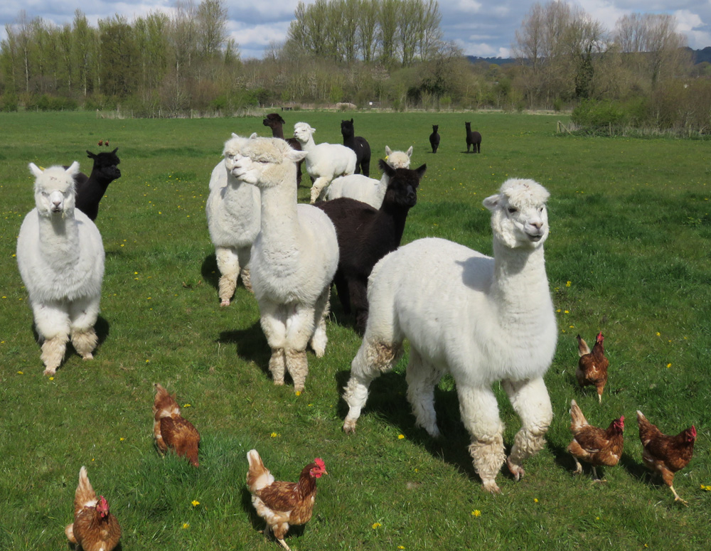 Alpacas...and hens