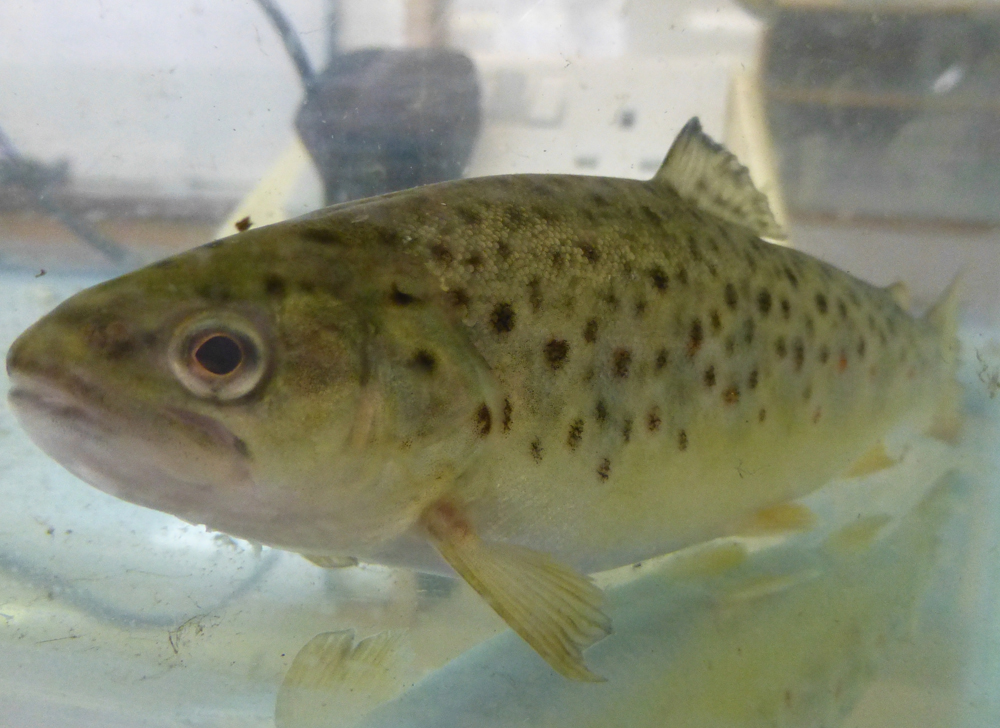 A Kennet trout