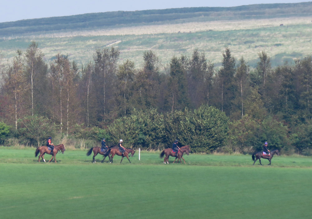 A string of Alan King's horses returning from the gallops