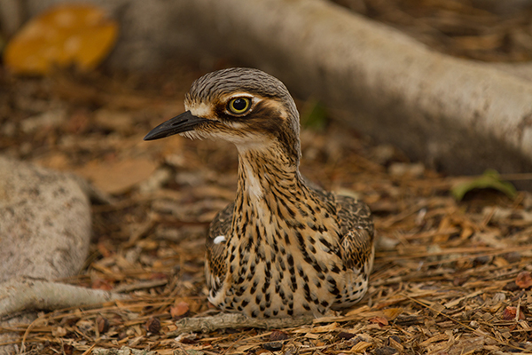 A Stone Curlew by Andrew Mercer reproduced under Creative Commons licence