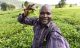 Patrick Kaberia Muthaura's selfie with tea bushes