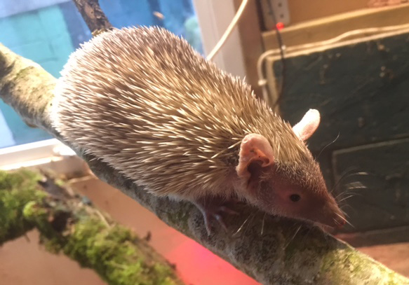 And this is a Studley Grange Tenrec