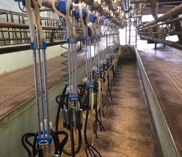 The milking parlour before...