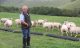 Simon Wells...and some of the Barbury Castle Estate sheep