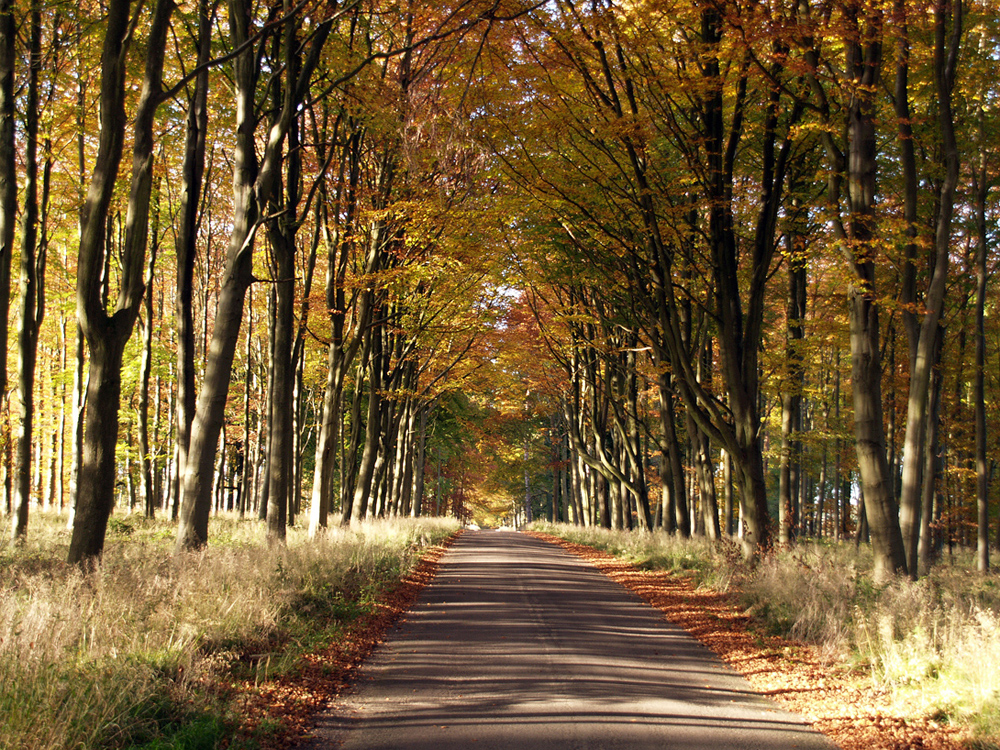 The beech trees of Savernake Forest (photo: Eric Gilbert)
