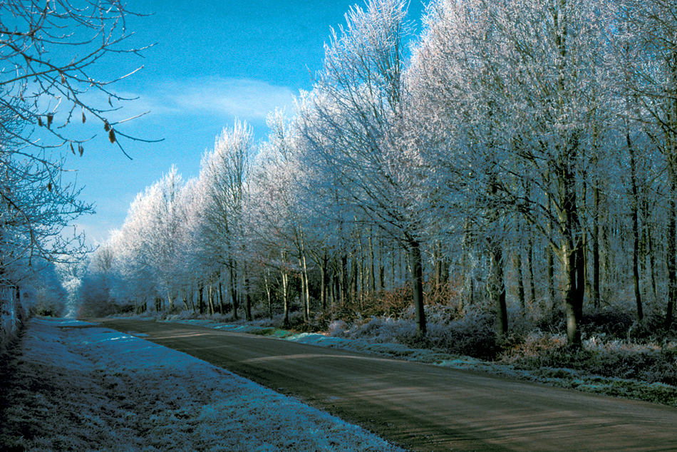 An image from winter past: iced trees in Savernake Forest - 2006 (Photo: Eric Gilbert)