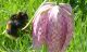 Bumble Bee feasting on a Snakes’s Head Fritillary in Stonebridge Meadow