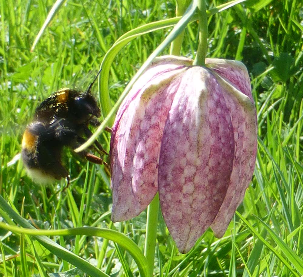 Bumble Bee feasting on a Snakes’s Head Fritillary in Stonebridge Meadow