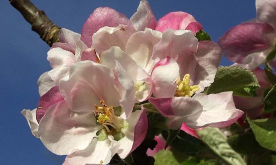 Marlborough apple blossom (Photo: Eric Gilbert)