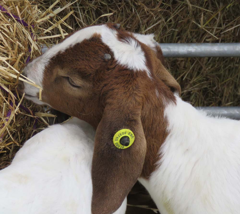 A young Boer Goat kid