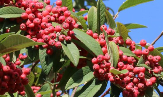 October berries (Photo: Eric Gilbert)