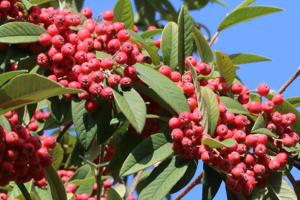 October berries (Photo: Eric Gilbert)