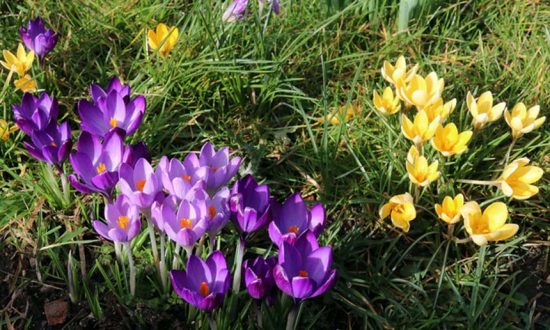 February crocuses - and sunshine - in St Mary's Churchyard (Photo: Eric Gilbert)