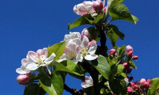 April's blue skies and apple blossom (Photo: Eric Gilbert)
