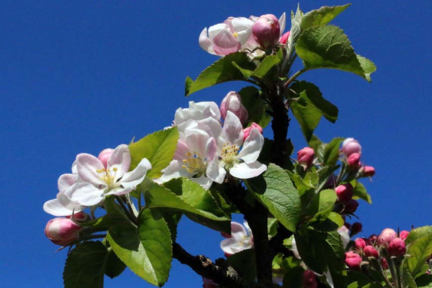 April's blue skies and apple blossom (Photo: Eric Gilbert)