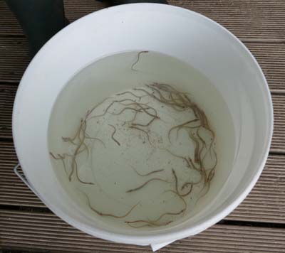 The carefully tended eels before their release into the River Kennet...