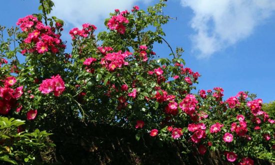 High time for roses... (Photo: Eric Gilbert)