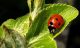 Ladybird - this year's theme for Marlborough in Bloom. Pic: Eric Gilbert