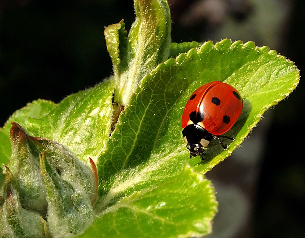 Ladybird - this year's theme for Marlborough in Bloom.  Pic:  Eric Gilbert