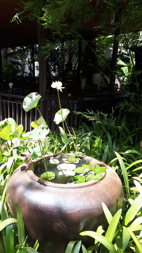 A Cambodian Lotus flower