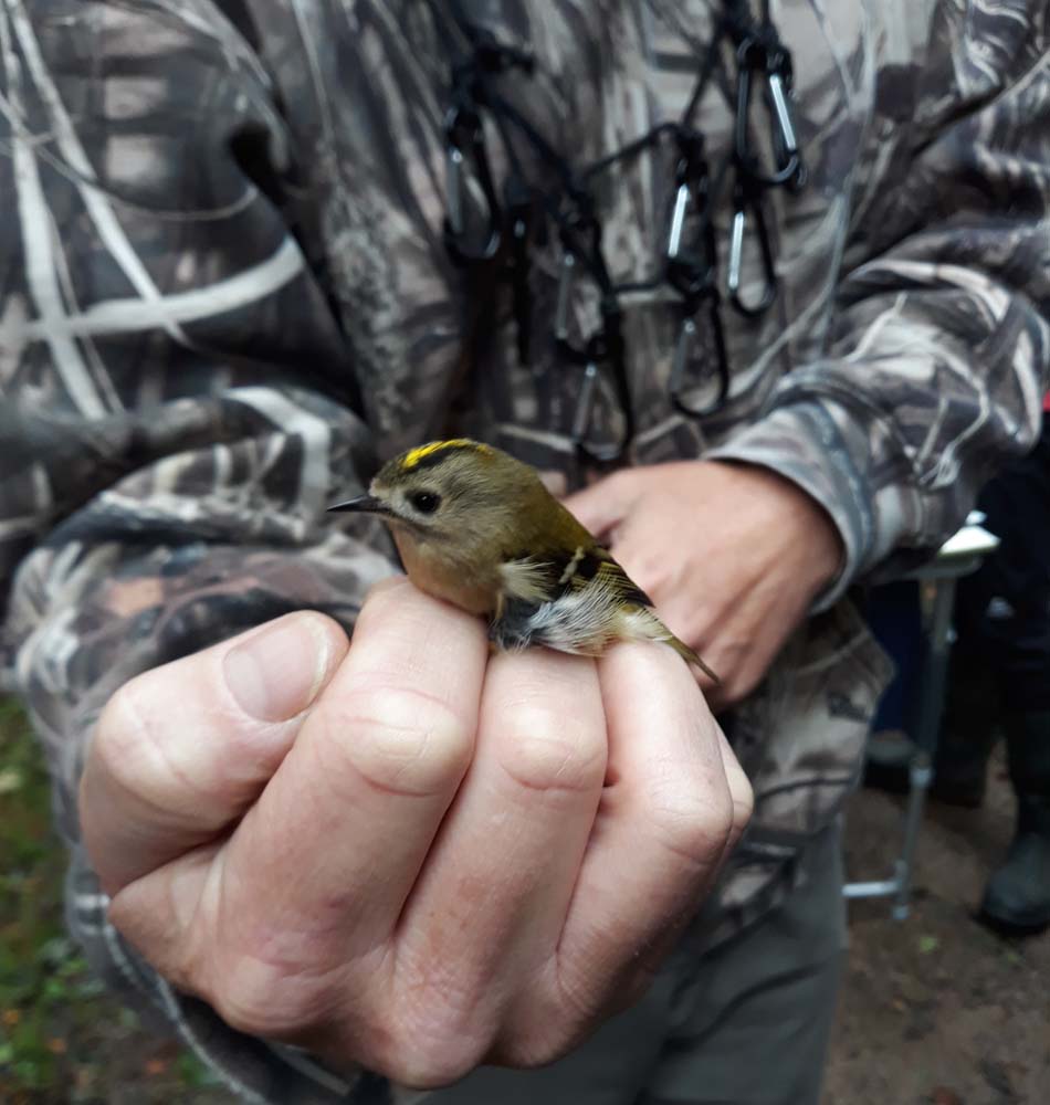 A goldcrest: the smallest bird gets the smallest size of identification ring 
