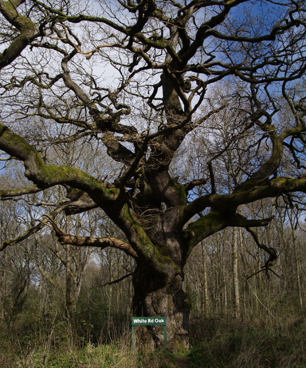 One of the Forest's veteran oaks 