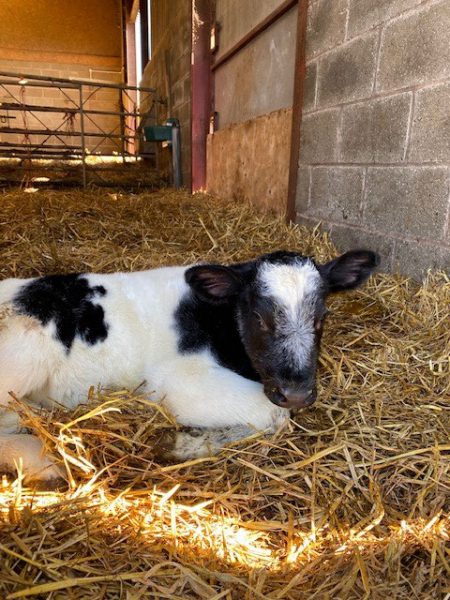 New Bull calf