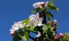 Eric-Gilbert-weather-April-2020 - April apple blossom against a deep blue sky