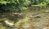 Ducks at Town Mill over the weekend