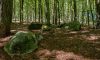 Stonehenge rejects.... Sarsens in West Woods today